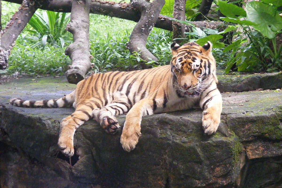 Тигр в Пекинском Зоопарке